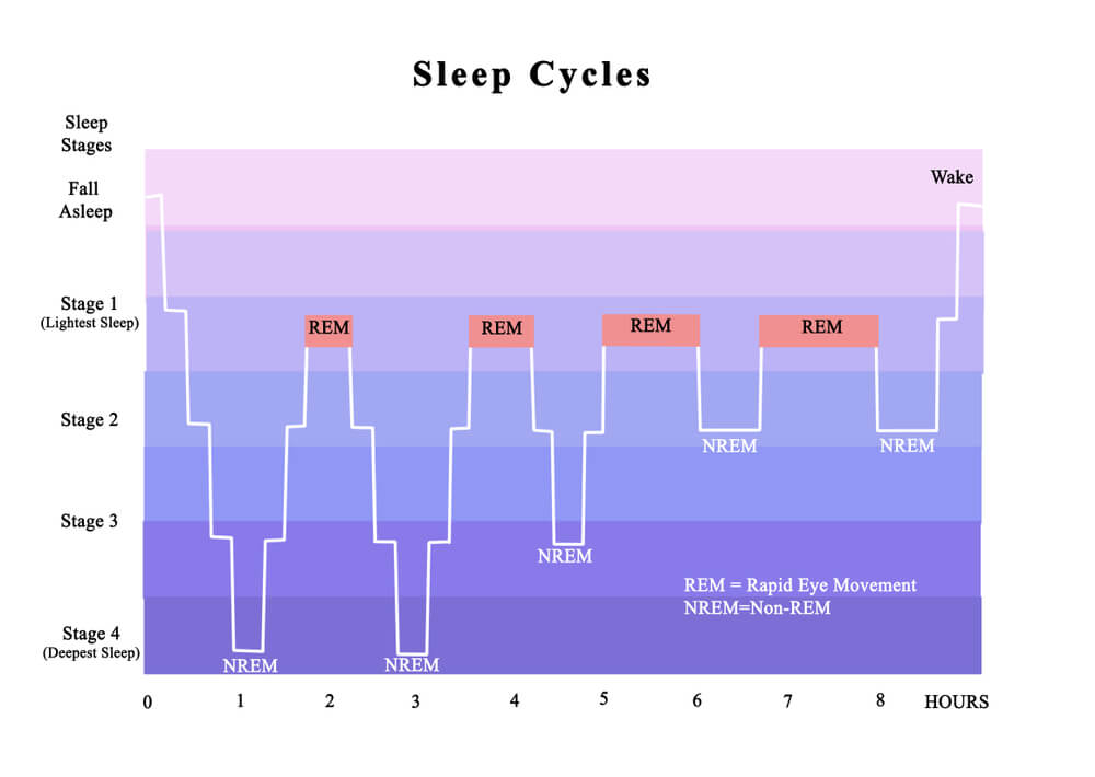 cycles du sommeil - pourquoi le sommeil est important cycles du sommeil - pourquoi le sommeil est important | Performance et coaching