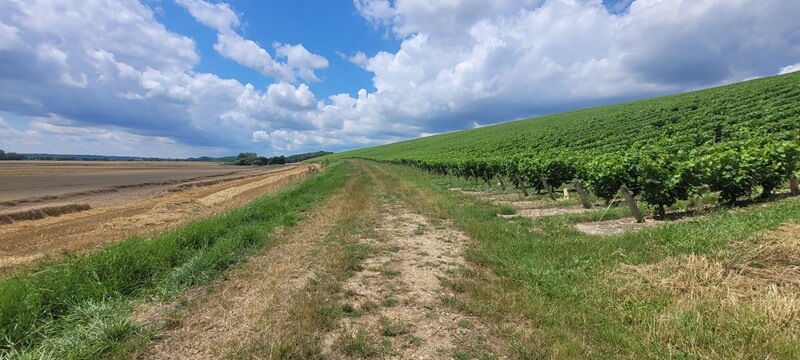 GR3 Champs et vignes - Monteaux GR3 Champs et vignes - Monteaux | Performance et Coaching