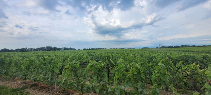 Entre Orléans et Tours. Vignes Vouvray Entre Orléans et Tours. Vignes Vouvray | Performance et Coaching