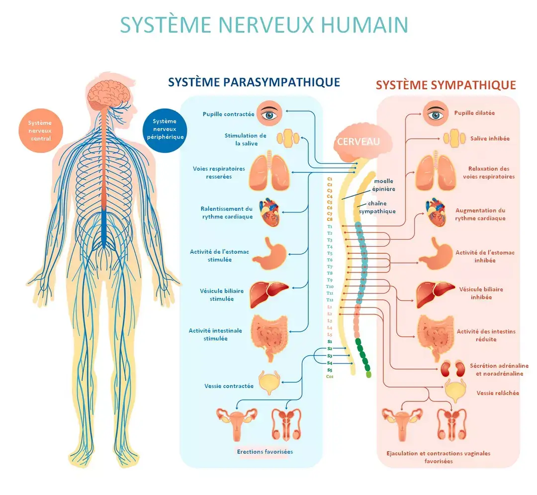 Schéma du système nerveux autonome : branches sympathique (activation) et parasympathique (détente) Schéma du système nerveux autonome : branches sympathique (activation) et parasympathique (détente)